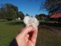 Raw cotton containing cotton seeds